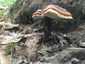 Pecsétviaszgomba (Ganoderma lucidum), Budai-hegység